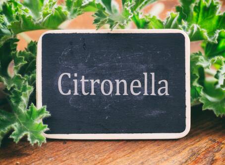 Citronella: co to jest i jak wykorzystać ją w domu?