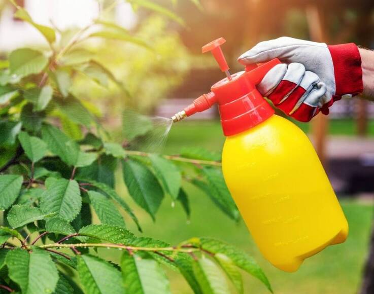 Jak fungicydy miedziowe wspierają zdrowy rozwój roślin?