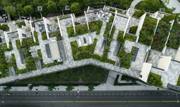 Jak catalpa sadzonki mogą poprawić estetykę zielonych dachów?