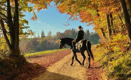 Jakie ubezpieczenie wybrać do jazdy konnej?