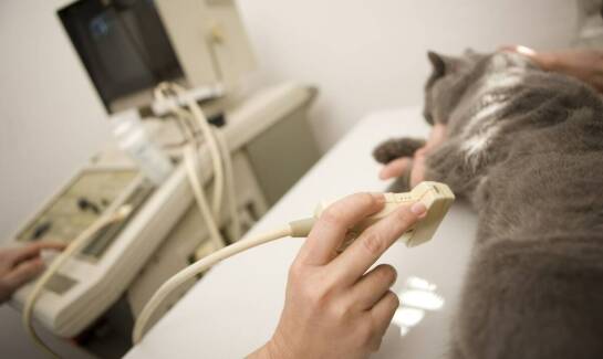 Jakie objawy mogą wskazywać na konieczność konsultacji kardiologicznej dla Twojego pupila?