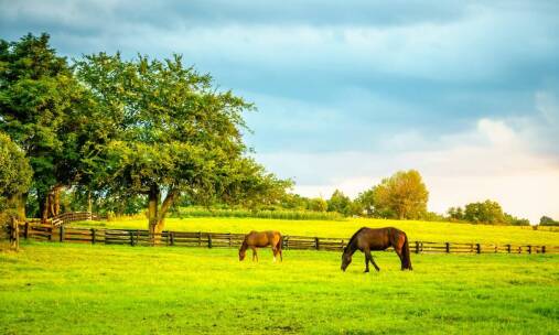 Naturalne metody wsparcia zdrowia dzięki ziołom dla koni