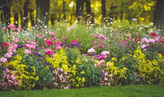 Wpływ odpowiednich nawozów na rozwój roślin ogrodowych