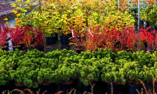 Wpływ lokalnych szkółek hodowlanych na dostępność roślin na żywopłoty