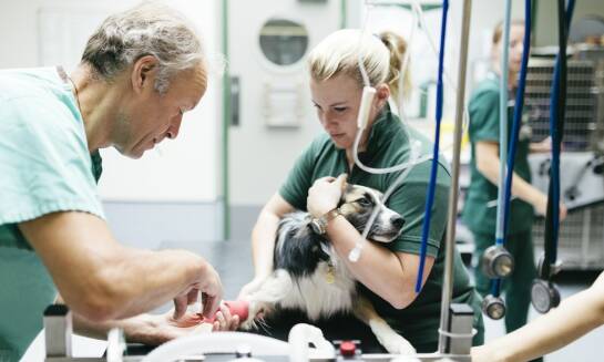 Co obejmuje pełna opieka weterynaryjna po zabiegu sterylizacji?
