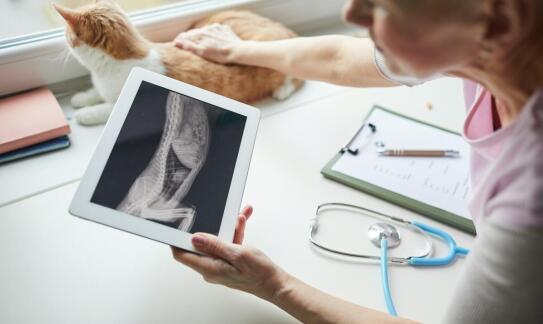 Jak nowoczesna diagnostyka wpływa na skuteczność leczenia onkologicznego u zwierząt?