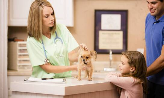 Rola profilaktyki w utrzymaniu zdrowia zwierząt domowych