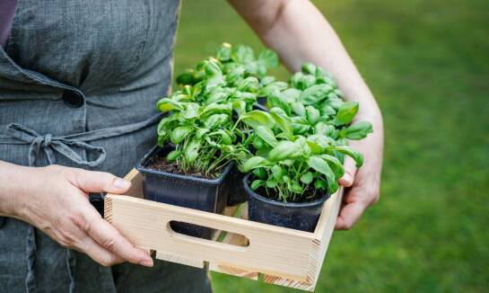 Zalety zakupu nasion sałaty masłowej w sklepie internetowym