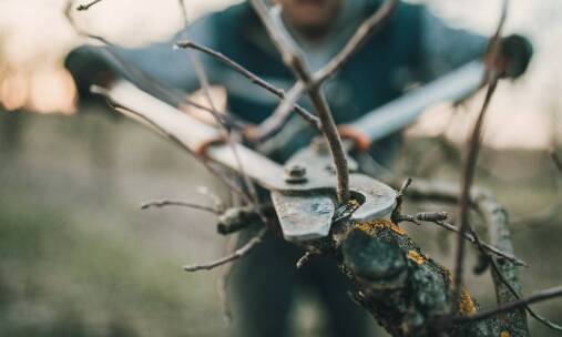 Frezowanie korzeni i jego rola w ochronie drzew przed chorobami
