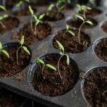 Wybór idealnych rozsady warzyw na wiosnę w sklepie z nasionami