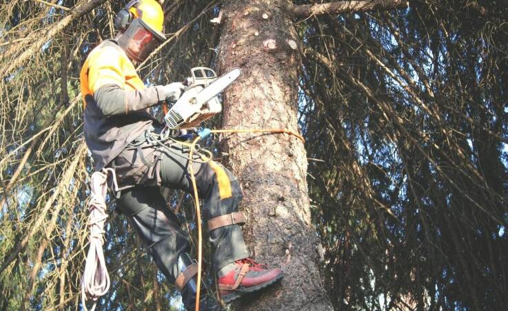 Nowoczesne metody ochrony drzew w kontekście zmieniającego się klimatu
