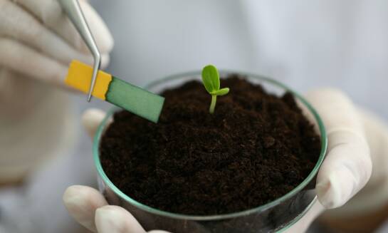 Jak stosować regulatory wzrostu dla uzyskania najlepszych efektów w ogrodzie?