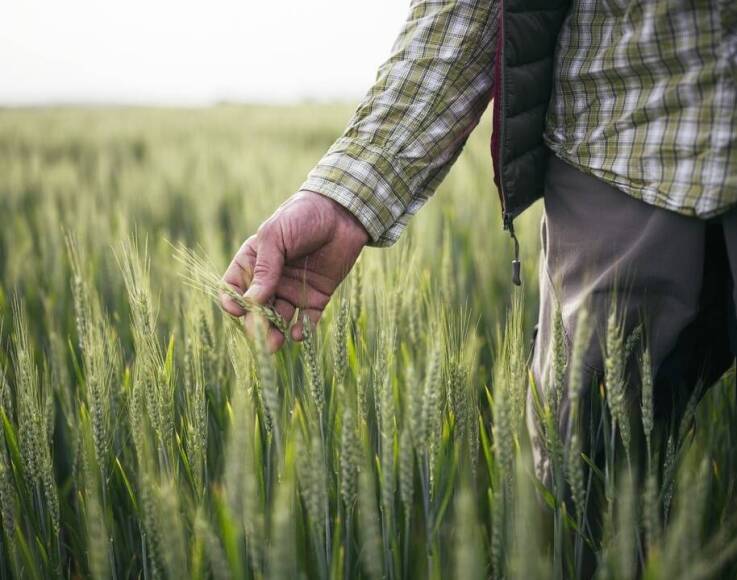 Rola doradztwa w wyborze odpowiednich herbicydów na chwasty dla gospodarstw