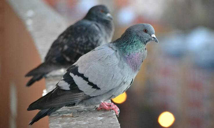 Skutki braku dezynfekcji po gołębiach dla zdrowia mieszkańców