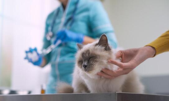 Jakie są najczęstsze wskazania do stosowania diet weterynaryjnych u kotów?