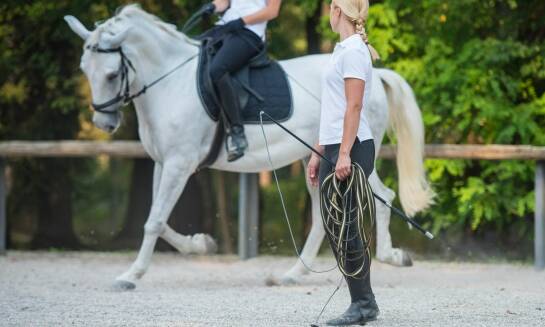 Jakie są etapy postępu w nauce jazdy konnej?
