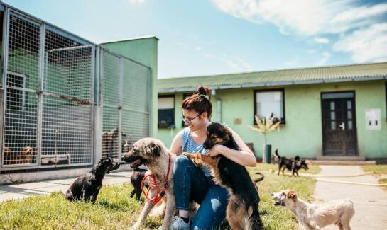Jak fundacja dla zwierząt wpływa na poprawę świadomości społecznej o prawach zwierząt?