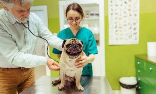 Znaczenie regularnych badań kardiologicznych dla zdrowia pupila