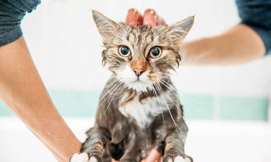 Dlaczego higiena w hotelach dla kotów ma kluczowe znaczenie?