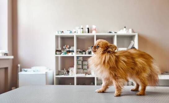 Profilaktyka zdrowotna jako kluczowy element opieki nad zwierzętami