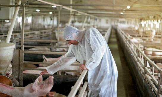 Jak zbilansowana dieta wspiera rozwój trzody chlewnej?