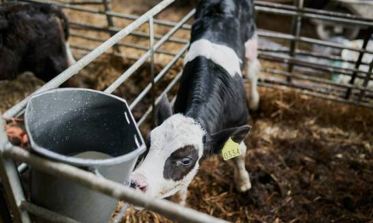 Innowacyjne rozwiązania w automatycznych systemach pojenia cieląt