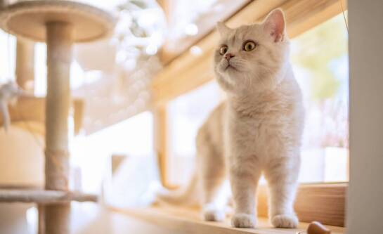 Rola certyfikatów w potwierdzeniu jakości usług hotelu dla kotów