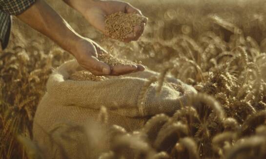 Perspektywy rozwoju rynku skupu pszenicy ekologicznej