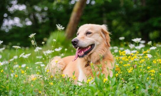 Rola karm mokrych w diecie psów małych o wrażliwym układzie pokarmowym