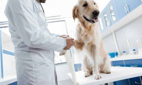 Rola opieki weterynaryjnej podczas zabiegów chirurgicznych w gabinecie na Targówku