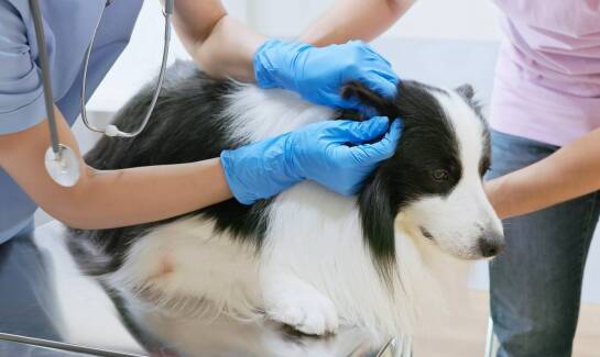 Dlaczego regularne kontrole są ważne dla zwierząt z zaburzeniami hormonalnymi?