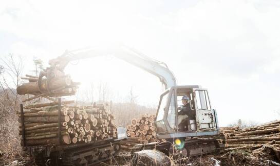Wycinka drzew Puck – jak przygotowujemy teren do realizacji usługi?