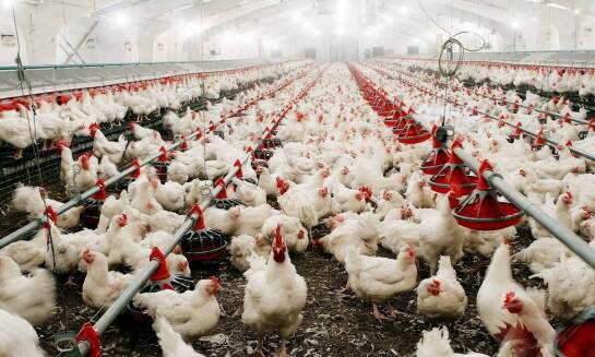 Znaczenie filtrów powietrza w systemach wentylacyjnych dla obory