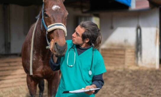 Jak badania laboratoryjne wspierają przygotowanie do odbioru porodów koni?