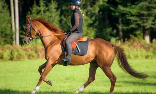 Dlaczego warto zainwestować w dobre bryczesy jeździeckie?