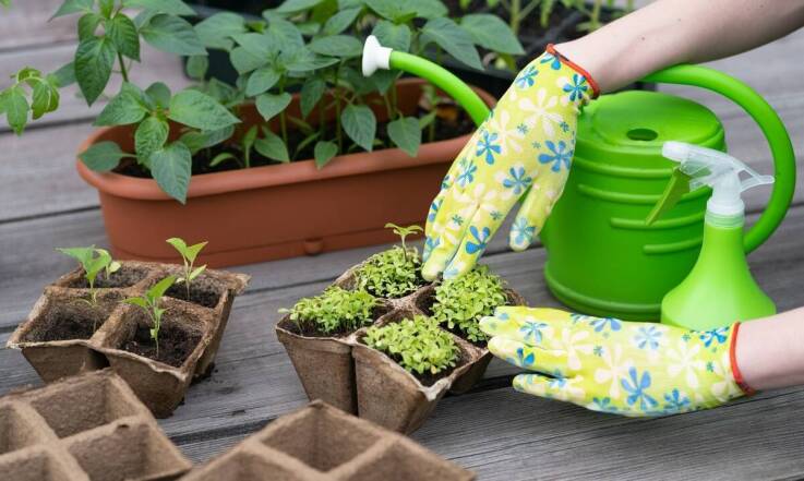 Szkółka roślin mielec: Jak dbać o sadzonki po zakupie?