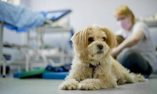 Profilaktyka zdrowotna u zwierząt hodowlanych – kluczowe aspekty