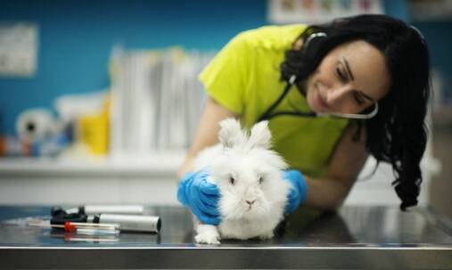 Jak odrobaczanie wpływa na zdrowie jelit u zwierząt?