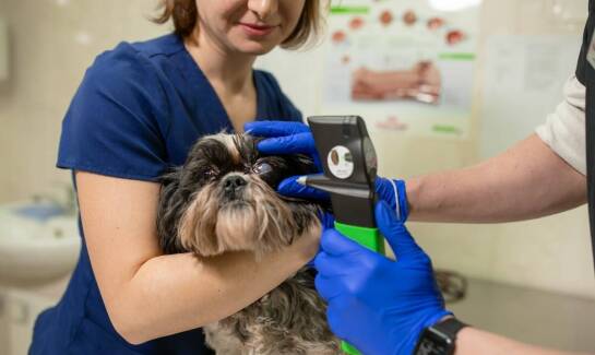 Weterynarz okulista – kiedy konieczna jest interwencja chirurgiczna?