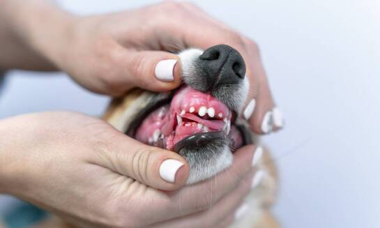 Co oferuje stomatologia weterynaryjna dla poprawy zdrowia jamy ustnej zwierząt?