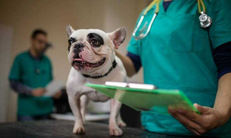 Jak diagnozować i leczyć choroby jelit u psów i kotów?