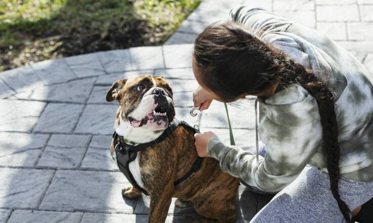 Analiza zachowań psa - jak konsultacje behawiorystyczne pomagają w szkoleniach?