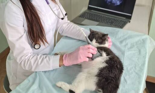 Opieka nad ciężarnymi zwierzętami - co oferuje klinika?