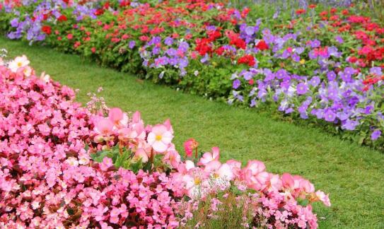 Jakie są najlepsze odmiany róży rabatowej do ogrodu?