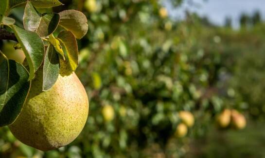 Wpływ targów sadowniczych na rozwój zrównoważonego rolnictwa