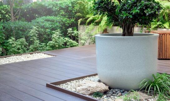 Sosna czarna jako część ekologicznych projektów ogrodowych