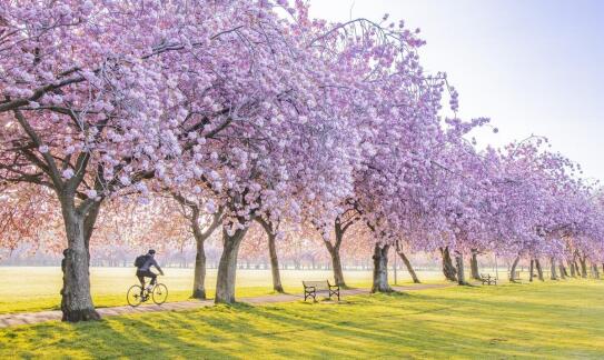 Wiśnie a bioróżnorodność ogrodu: jakie korzyści przynoszą?