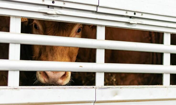 Jak minimalizujemy stres zwierząt podczas transportu w Byk-Pol?