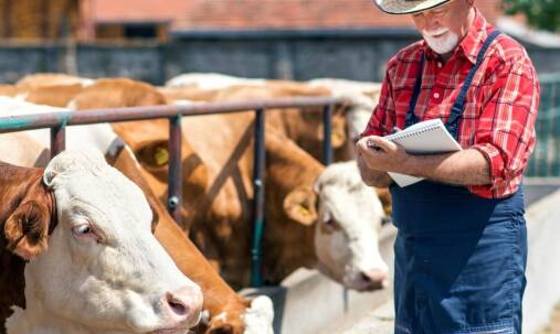 Dlaczego warto wybrać lokalny skup bydła w warmirsko-mazurskim?