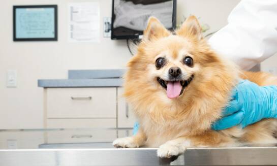 Profesjonalna opieka weterynaryjna dla zwierząt z chorobami żołądkowo-jelitowymi